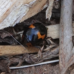 Orcus bilunulatus at Hall, ACT - 22 Oct 2024 01:21 PM