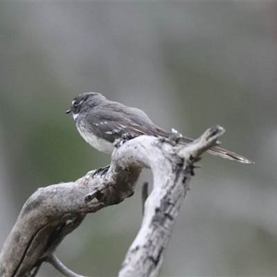 Rhipidura albiscapa (Grey Fantail) at Watson, ACT - 23 Oct 2024 by HappyWanderer