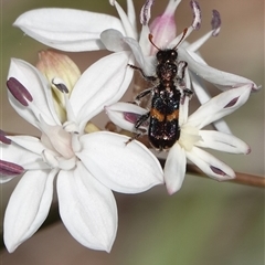 Eleale pulchra (Clerid beetle) at Hall, ACT - 22 Oct 2024 by Anna123