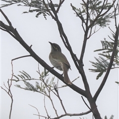 Caligavis chrysops (Yellow-faced Honeyeater) at Watson, ACT - 23 Oct 2024 by HappyWanderer