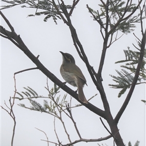 Caligavis chrysops at Watson, ACT - 23 Oct 2024 09:10 AM