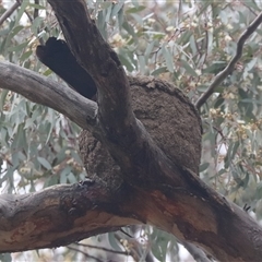 Corcorax melanorhamphos (White-winged Chough) at Watson, ACT - 22 Oct 2024 by HappyWanderer