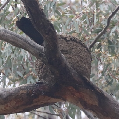 Corcorax melanorhamphos (White-winged Chough) at Watson, ACT - 23 Oct 2024 by HappyWanderer