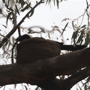 Corcorax melanorhamphos at Watson, ACT - suppressed