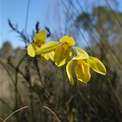 Diuris amabilis (Large Golden Moth) at Gundary, NSW - 20 Oct 2024 by RobG1