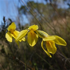 Diuris amabilis at Gundary, NSW - suppressed