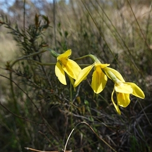 Diuris amabilis at Gundary, NSW - suppressed