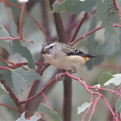 Pardalotus punctatus (Spotted Pardalote) at Watson, ACT - 23 Oct 2024 by HappyWanderer