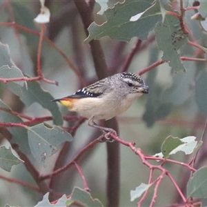 Pardalotus punctatus at Watson, ACT - 23 Oct 2024