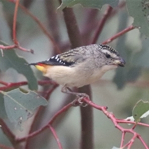 Pardalotus punctatus at Watson, ACT - 23 Oct 2024 08:58 AM