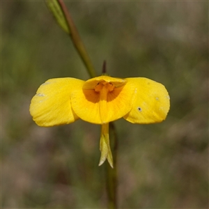 Diuris amabilis at Gundary, NSW - 20 Oct 2024