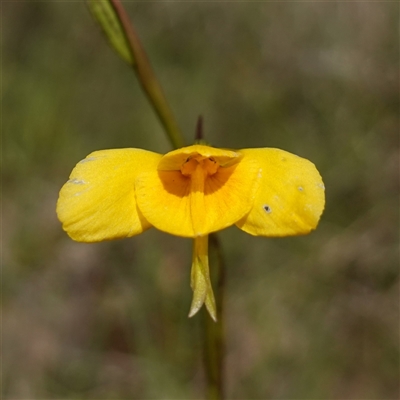 Diuris amabilis (Large Golden Moth) at Gundary, NSW - 20 Oct 2024 by RobG1