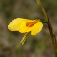 Diuris amabilis at Gundary, NSW - 20 Oct 2024