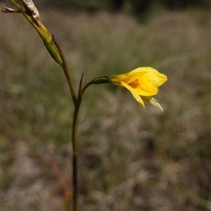 Diuris amabilis at Gundary, NSW - 20 Oct 2024