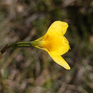 Diuris amabilis at Gundary, NSW - 20 Oct 2024