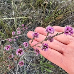 Kunzea parvifolia (Violet Kunzea) at Murrumbateman, NSW - 23 Oct 2024 by amiessmacro