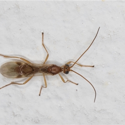 Ichneumonoidea (Superfamily) (A species of parasitic wasp) at Melba, ACT - 22 Oct 2024 by kasiaaus