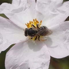 Lasioglossum (Chilalictus) sp. (genus & subgenus) (Halictid bee) at Hall, ACT - 23 Oct 2024 by Anna123