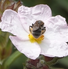 Lasioglossum (Chilalictus) sp. (genus & subgenus) at Hall, ACT - 23 Oct 2024 01:01 PM