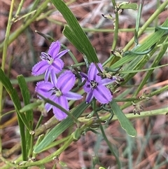 Thysanotus patersonii (Twining Fringe Lily) at Dalton, NSW - 23 Oct 2024 by JaneR