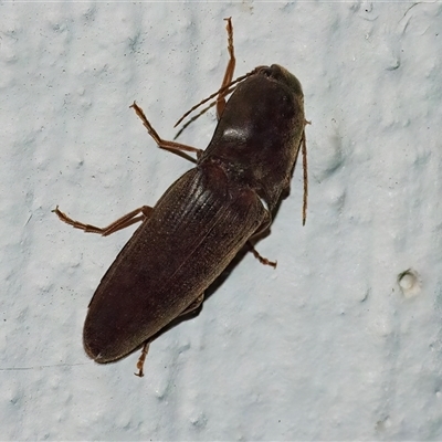 Elateridae (family) (Unidentified click beetle) at Googong, NSW - 22 Oct 2024 by WHall