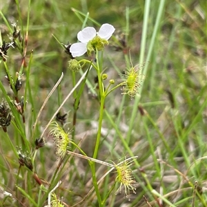 Drosera gunniana at Dalton, NSW - 23 Oct 2024