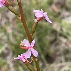 Stylidium (genus) (Trigger Plant) at Dalton, NSW - 23 Oct 2024 by JaneR