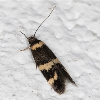 Macrobathra (genus) (A Cosmet moth (Cosmopteriginae) at Melba, ACT - 22 Oct 2024 by kasiaaus