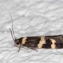 Macrobathra (genus) at Melba, ACT - 22 Oct 2024 08:42 PM