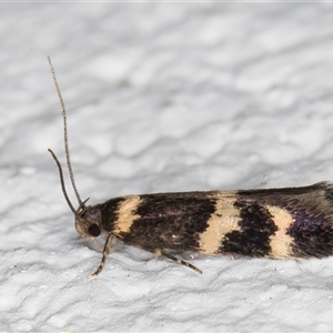 Macrobathra (genus) at Melba, ACT - 22 Oct 2024 08:42 PM