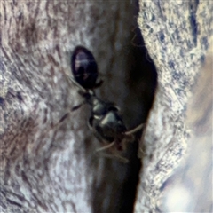 Ochetellus sp. (genus) at Campbell, ACT - 22 Oct 2024