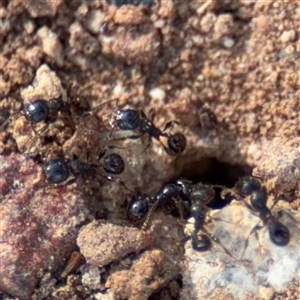 Pheidole sp. (genus) at Campbell, ACT - 22 Oct 2024 04:41 PM