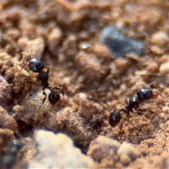 Pheidole sp. (genus) at Campbell, ACT - 22 Oct 2024