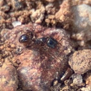 Pheidole sp. (genus) at Campbell, ACT - 22 Oct 2024