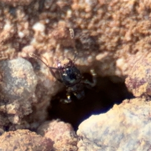 Pheidole sp. (genus) at Campbell, ACT - 22 Oct 2024