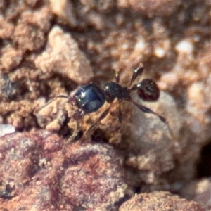 Pheidole sp. (genus) at Campbell, ACT - 22 Oct 2024