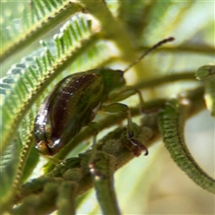 Calomela (genus) (Acacia leaf beetle) at Campbell, ACT - 22 Oct 2024 by Hejor1