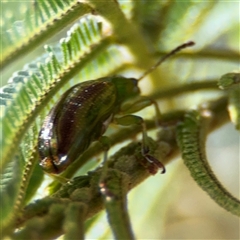 Calomela sp. (genus) (Acacia leaf beetle) at Campbell, ACT - 22 Oct 2024 by Hejor1