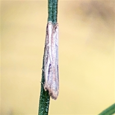 Eutorna (genus) (A Gelechioid moth (Depressidae)) at Campbell, ACT - 22 Oct 2024 by Hejor1