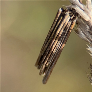 Clania lewinii & similar Casemoths at Campbell, ACT - 22 Oct 2024 04:30 PM