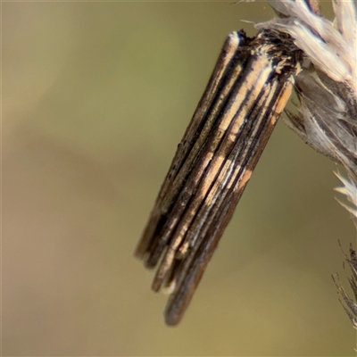 Clania lewinii & similar Casemoths (Parallel stick Case Moths) at Campbell, ACT - 22 Oct 2024 by Hejor1