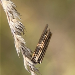 Clania lewinii & similar Casemoths at Campbell, ACT - 22 Oct 2024 04:30 PM