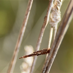 Psychidae (family) IMMATURE (Unidentified case moth or bagworm) at Campbell, ACT - 22 Oct 2024 by Hejor1