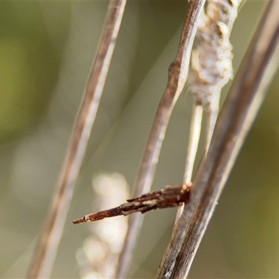 Psychidae (family) IMMATURE (Unidentified case moth or bagworm) at Campbell, ACT - 22 Oct 2024 by Hejor1