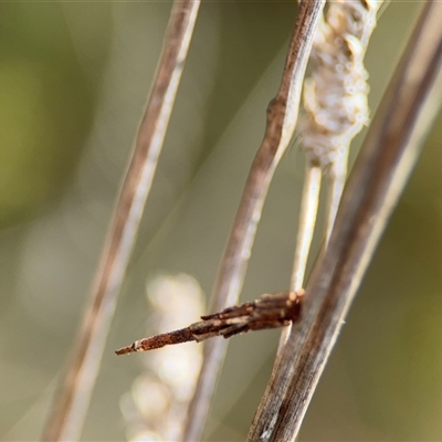 Psychidae (family) IMMATURE at Campbell, ACT - 22 Oct 2024 by Hejor1