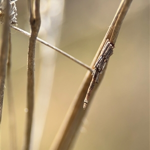 Psychidae (family) IMMATURE at Campbell, ACT - 22 Oct 2024