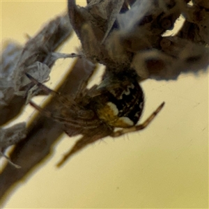 Araneus albotriangulus at Campbell, ACT - 22 Oct 2024