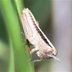 Macrotona australis at Campbell, ACT - 22 Oct 2024 04:25 PM