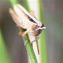 Macrotona australis at Campbell, ACT - 22 Oct 2024