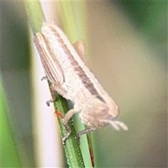 Macrotona australis at Campbell, ACT - 22 Oct 2024 04:25 PM